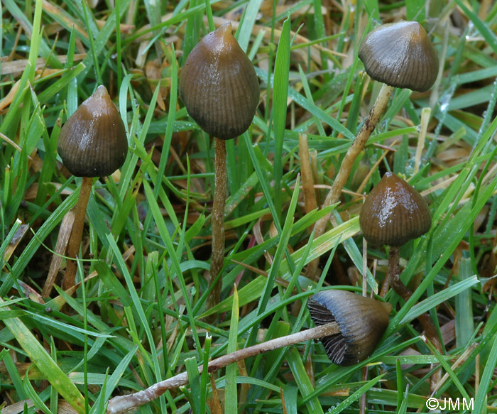 Psilocybe semilanceata фото